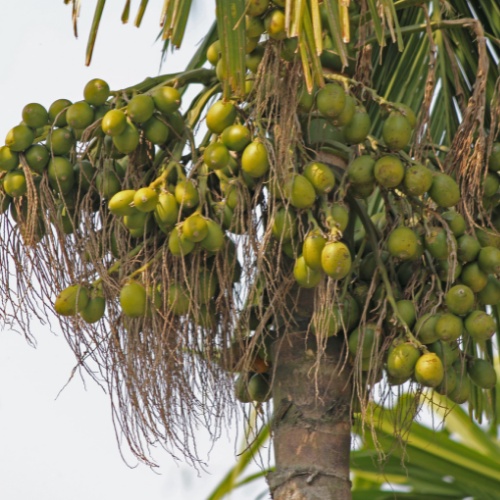 Cây Cau Ta Giống Tứ Quý  | Trồng Sân Vườn - Công Trình - Hàng Rào - Ít Sâu Bệnh - Phong Thủy