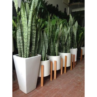 combo 30 cây lưỡi hổ xanh