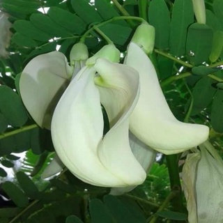 Hạt giống so đũa, đóng gói 2gr