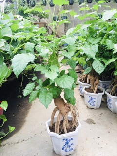 Cây hạnh phúc