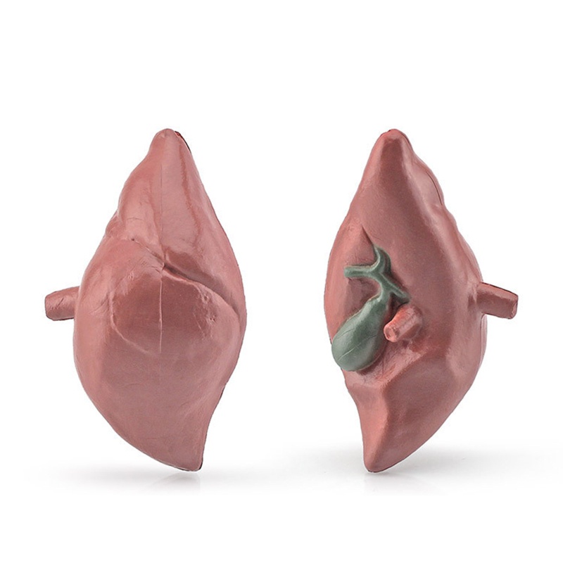 Đàn Organ Torso3D Đồ Chơi Giải Phẫu Học Cho Bé