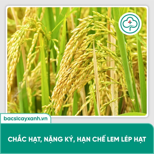 Phân bón lá cây lúa vô gạo nhanh, chắc hạt, trổ đều, trổ thoát, cứng cây, xanh lá BS17 Litium 250ml NSX Bacsicayxanh