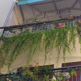 Cúc Tần Ấn Độ