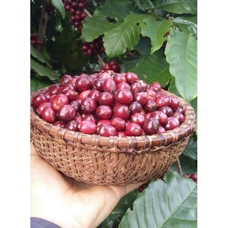 Cà phê rang mộc AURORA COFFEE 500g