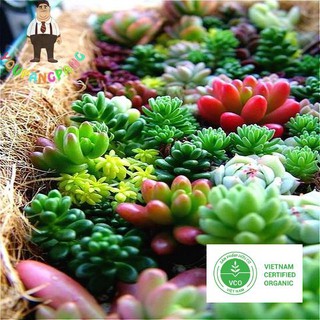 20 Hạt giống Sen đá Kim cương (tặng gói Kích nẩy mầm và Hướng dẫn) THUTHUY