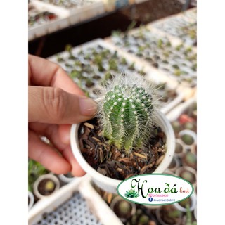 Xương rồng khế xanh mini