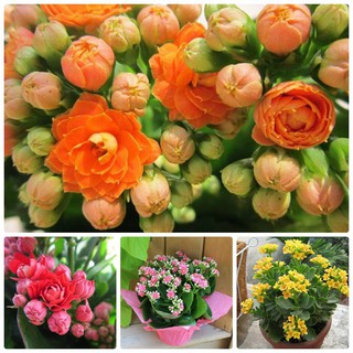 Hạt giống hoa sống đời