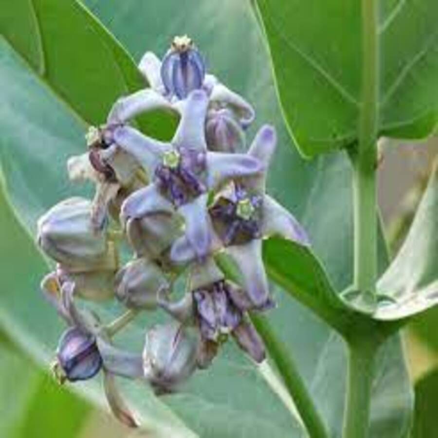 Lá Hen  Khô Tr ị H en S uyễn Hay