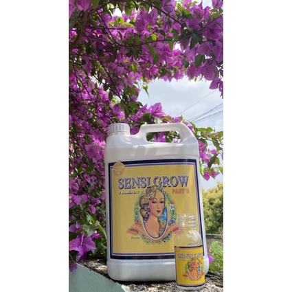 Advanced Nutrients Sensi Grow giúp cây phát triển