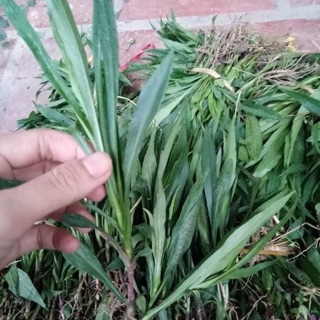 Thạch thảo kép com bo 200 cây