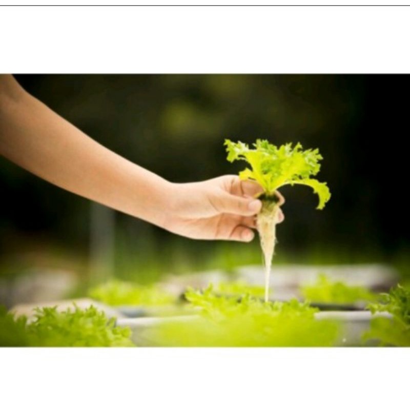 Giá thể  trồng rau