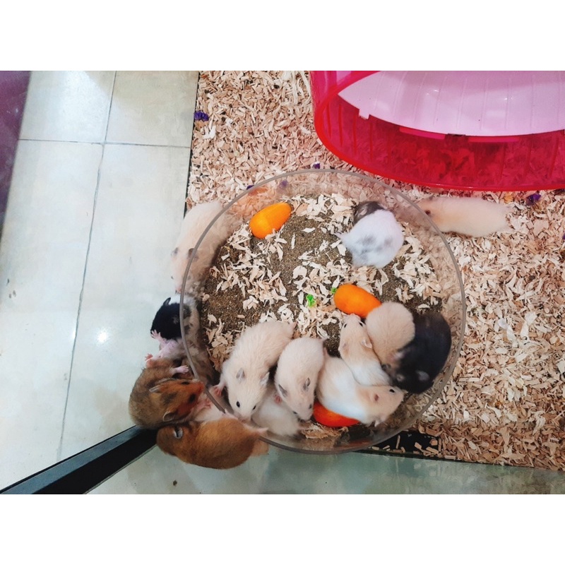 Chuột Hamster BEAR đủ màu