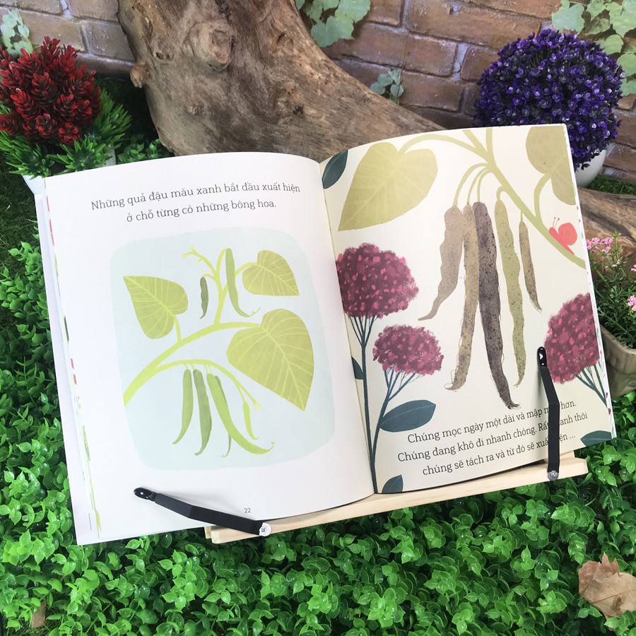 Sách - Câu chuyện khoa học: Sâu bướm và hạt đậu - A science storybook sbout growing