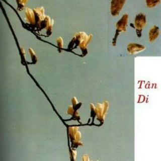 tân di hoa