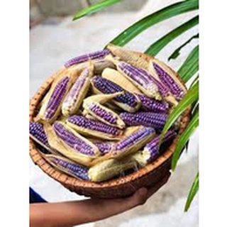 Hạt giống ngô tím ( bắp nữ hoàng )