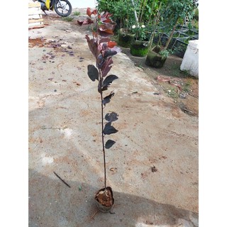 CÂY GIỐNG MẬN TÍM MEXICO - GIỐNG NHẬP KHẨU - nhanh Siêu QUẢ TO NGON NGỌT