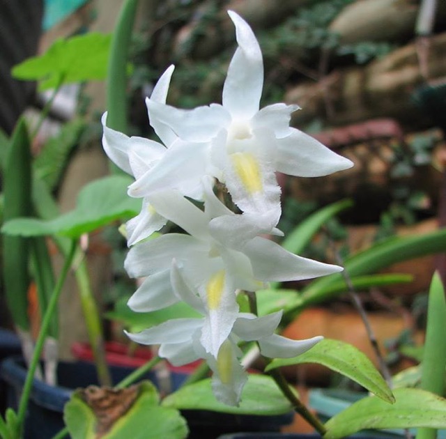 1 cây lan bạch câu con