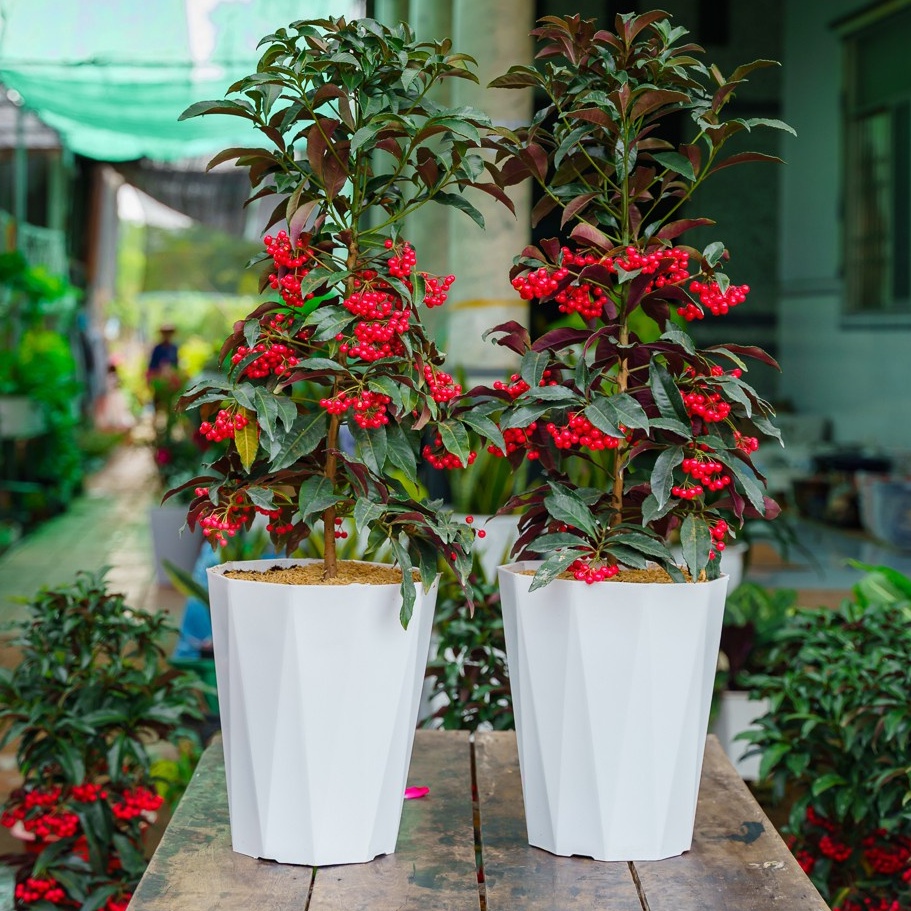 Chậu trồng cây, chậu nhựa trồng cây kim cương trắng trồng hoa kiểng giá rẻ, nhiều kích thước