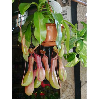 Hạt giống cây nắp ấm