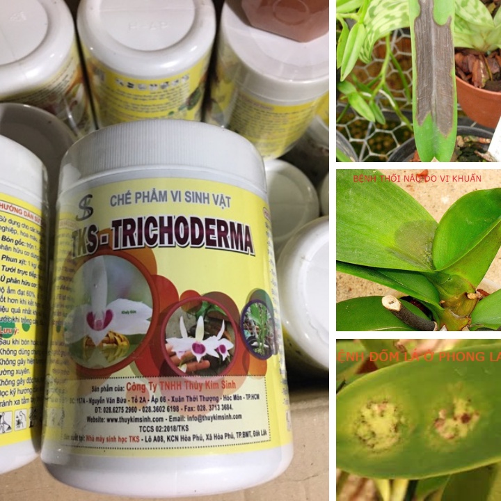 TRICHODERMA Và PSEUDOMONAS Hoa Lan Đối Kháng Nấm Khuẩn, Bảo Vệ Cây Trồng