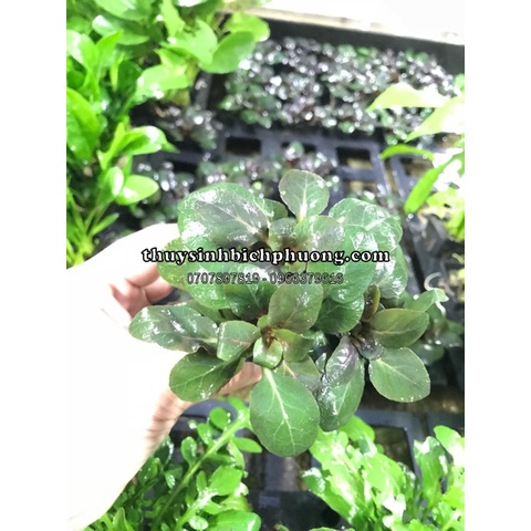 HỒNG BA TIÊU - CÂY CẮT CẮM HỒ THUỶ SINH TRUNG CẢNH DỄ CHĂM SÓC