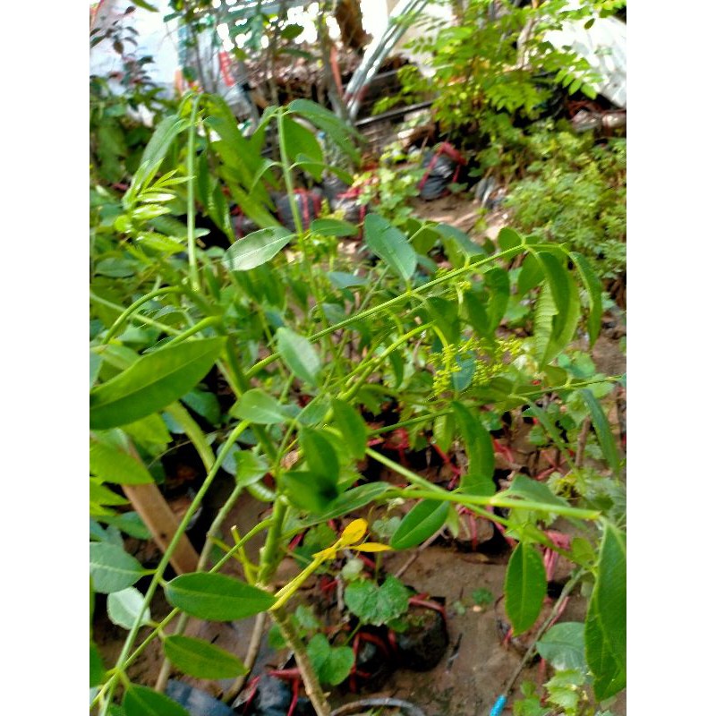 CÂY GIỐNG CÓC THÁI LÙN DANG CÓ HOA