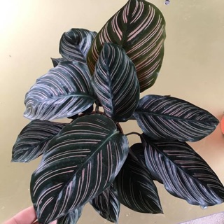 Cây đuôi công(đuôi phụng) tím