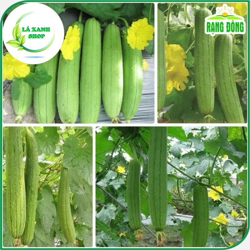 Hạt Giống Mướp Hương F1 Dễ Trồng, Trái Dài, Thơm, Ngọt (gói 1 gram) - Hạt giống Rạng Đông