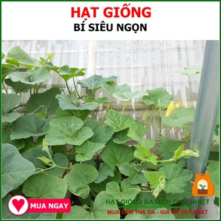 Gói 10gram Hạt Giống Bí Siêu Đọt Chịu Nhiệt Tốt, Năng Suất Cao