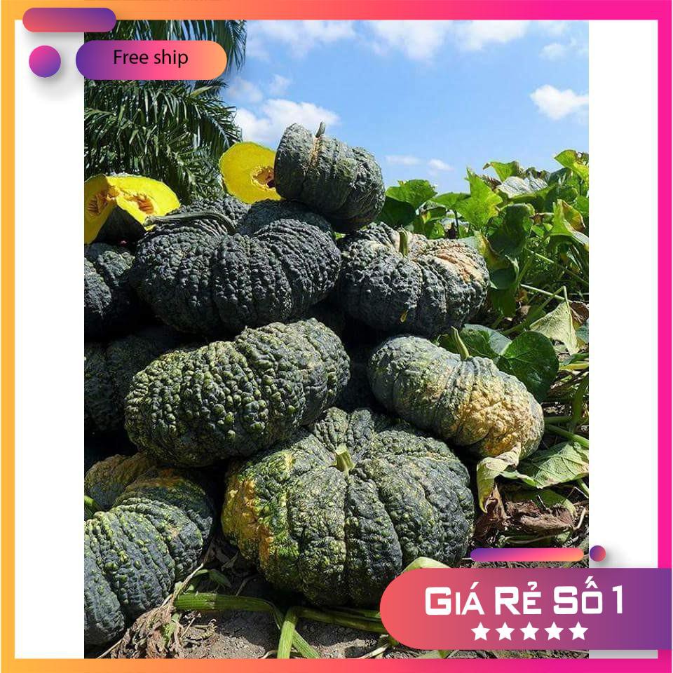 Hạt giống Bí đỏ da cóc F1 (1g)