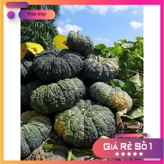 Hạt giống Bí đỏ da cóc F1 (1g)