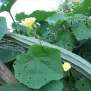 10 HẠT GIỐNG MƯỚP KHÍA