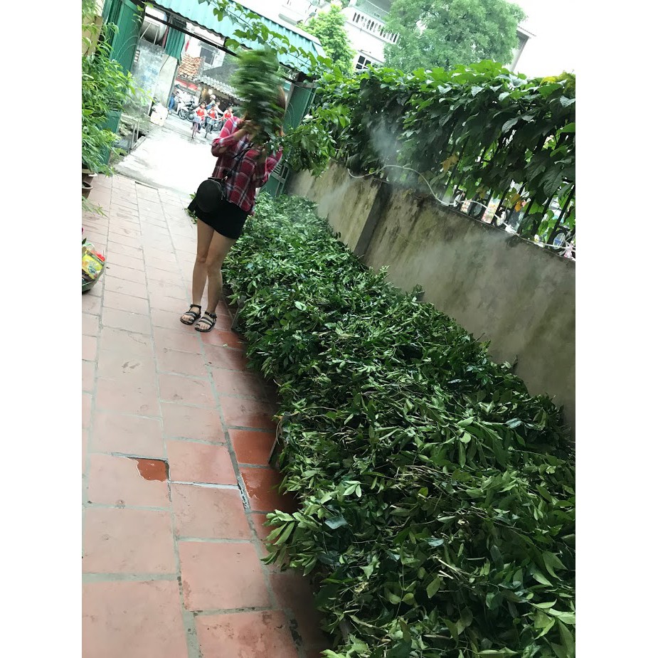 Lá móc mật tươi 1kg chỉ ship tại hà nội