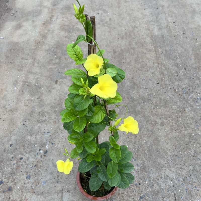 Cây hoa huỳnh anh cao 1m2, cây hoa leo giàn nở hoa rực rỡ đẹp mắt, trồng trang trí ban công, sân vườn