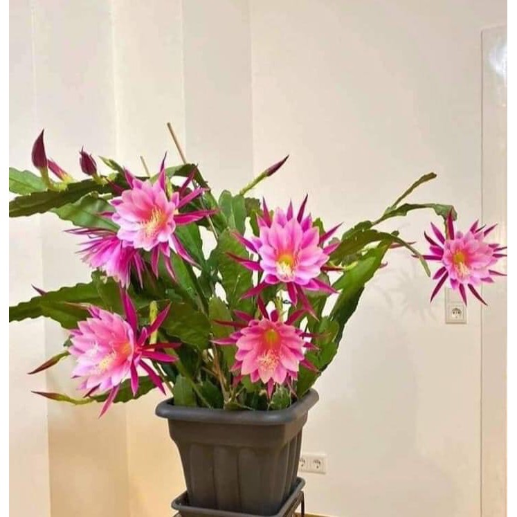 Hoa Đại Nhật Quỳnh có 8 màu ra hoa vào Tết