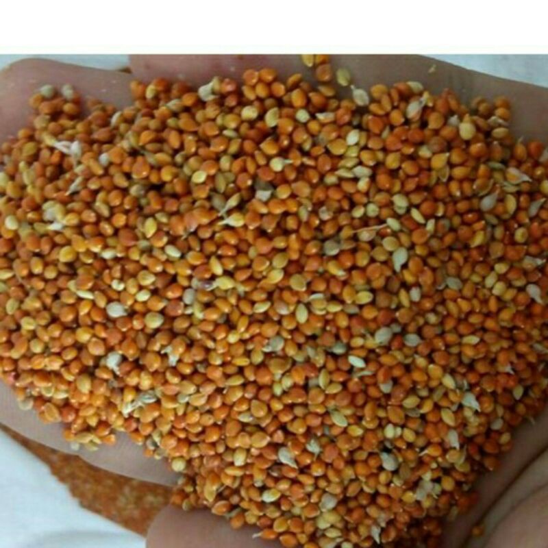 sỉ giá gốc hạt kê 500g - 1kg