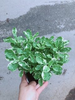Cây Cẩm Thạch