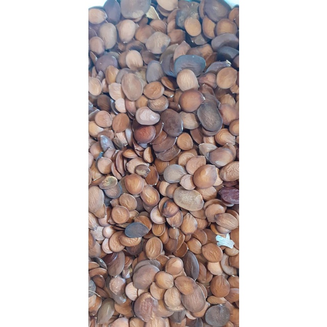 Hạt giống móng bò (ban tím)