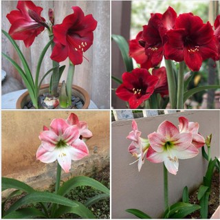 Bộ 2 củ hoa huệ tây (1  củ hoa đỏ nhung + 1 củ hoa hồng đào )