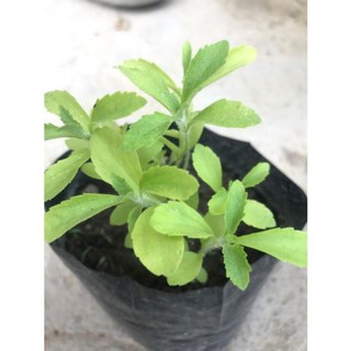 Cây Cỏ ngọt - Stevia