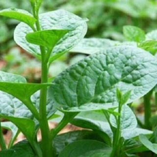 Hạt giống rau mồng tơi