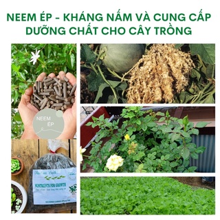 PHÂN NEEM ÉP