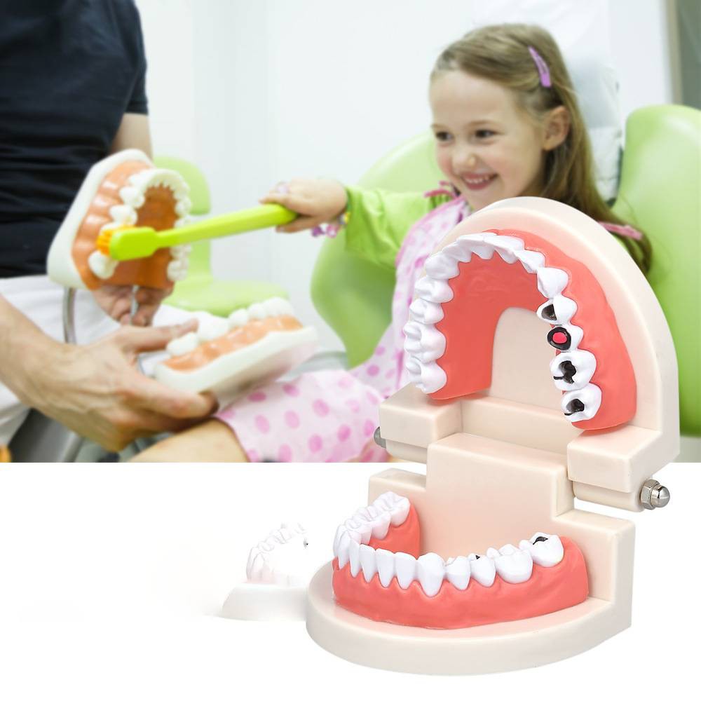 Mô hình răng giả dạy học cho trẻ em, đồ chơi giáo dục thông minh cho bé