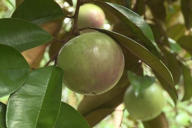 Cây vú sữa lò rèn