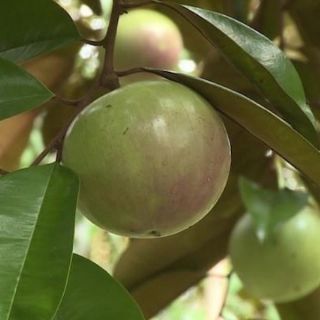 Cây vú sữa lò rèn
