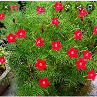 hạt giống cây hoa sao leo giàn