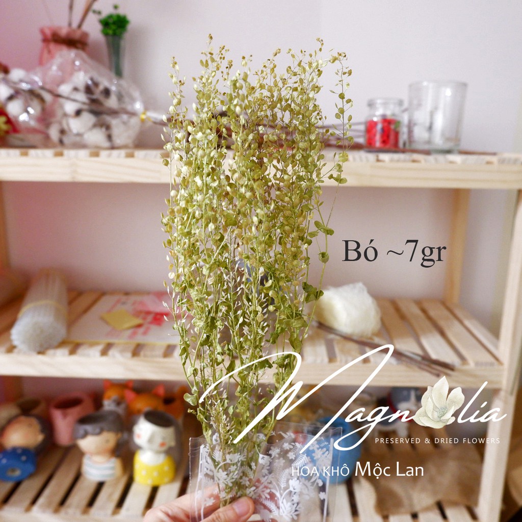 Hoa khô decor Bắc Âu ❤️FREESHIP❤️ Hoa khô Lepidium Pepper Grass chụp ảnh sản phẩm, trang trí nhà cửa