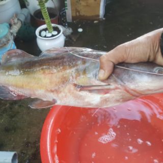 1kg Mồi thuốc cá lăng cá da trơn siêu nhại