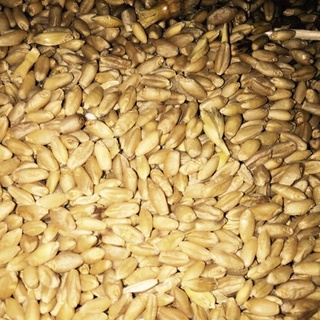 1kg lúa mì cho gà đá hạt đại mạch bóc vỏ cho gà đá lúa mì cho gà đẻ