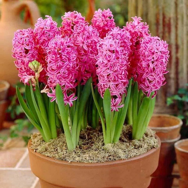 HẠT GIỐNG Hoa Dạ lan hương và những ý nghĩa thú vị có thể bạn chưa biết